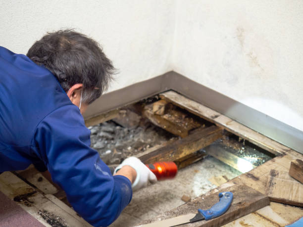 Professional Mold Removal in Chesapeake, OH