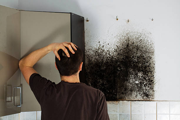 Certified Mold Removal in Chesapeake, OH